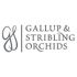 Gallup & Stribling Orchids