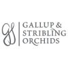 Gallup & Stribling Orchids