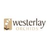 Westerlay Orchids